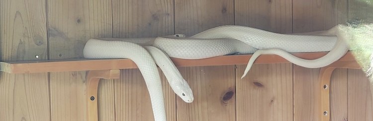 🐍 아카미즈 뱀돌 신사 (아카미즈 헤비이시 진자) 이미지 5